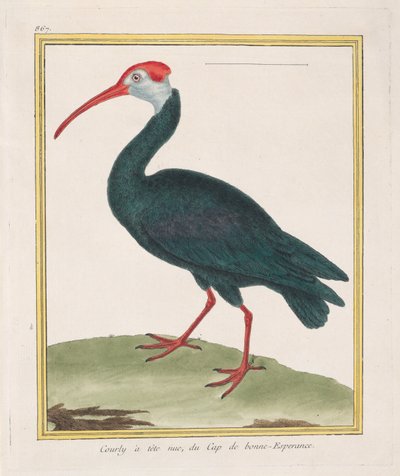 Ibis calvo del Capo di Buona Speranza, 1770-86 da Francois Nicolas Martinet