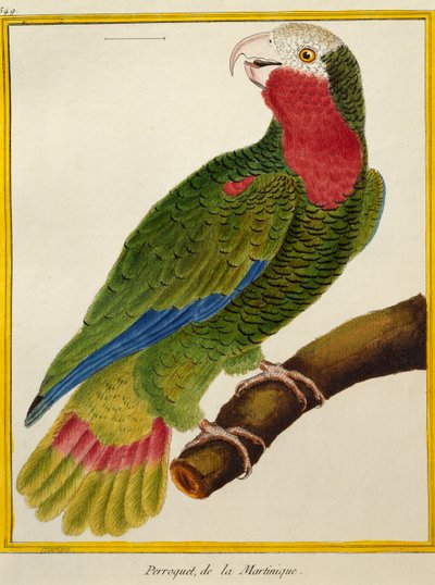 Pappagallo cubano (Amazona leucocephala), da Histoire naturelle des oiseaux da Francois Nicolas Martinet