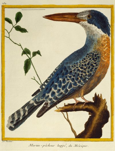 Martin pescatore gigante (Megaceryle maxima), da Histoire naturelle des oiseaux da Francois Nicolas Martinet
