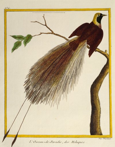 Paradisaea maggiore (Paradisaea apoda) da Histoire naturelle des oiseaux da Francois Nicolas Martinet
