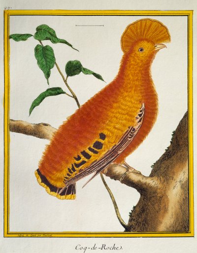 Gallo della roccia guianese (Rupicola rupicola) da Histoire naturelle des oiseaux da Francois Nicolas Martinet