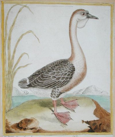 Anatra della Guinea, da 