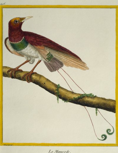 Re degli uccelli del paradiso (Cicinnurus regius), da Histoire naturelle des oiseaux da Francois Nicolas Martinet