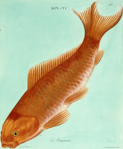 Le Sanguin da Francois Nicolas Martinet