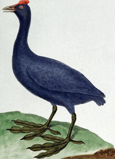 Madagascar da Francois Nicolas Martinet
