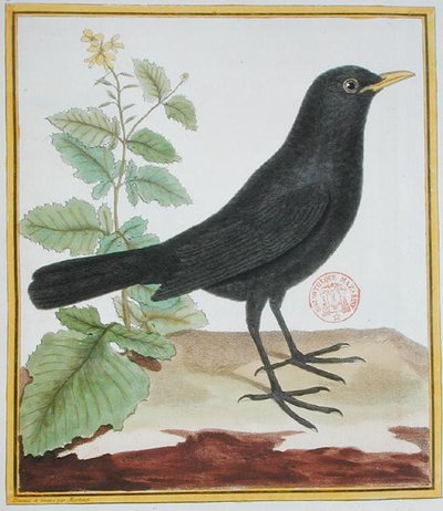 Merlo francese maschio, da 