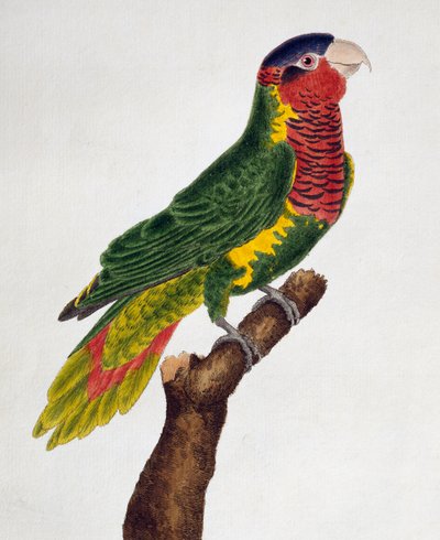 Lorichetti ornati, da Histoire naturelle des oiseaux da Francois Nicolas Martinet