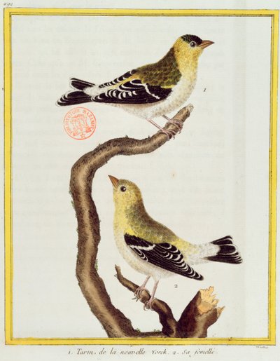 Coppia di lucherini, da 