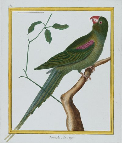 Perruche, de Gingi, c.1770-86 da Francois Nicolas Martinet