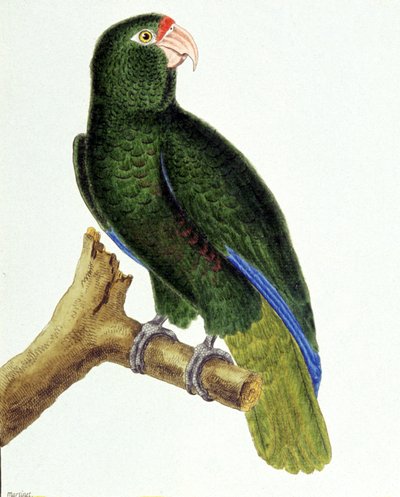 Pappagallo di Santo Domingo da Francois Nicolas Martinet