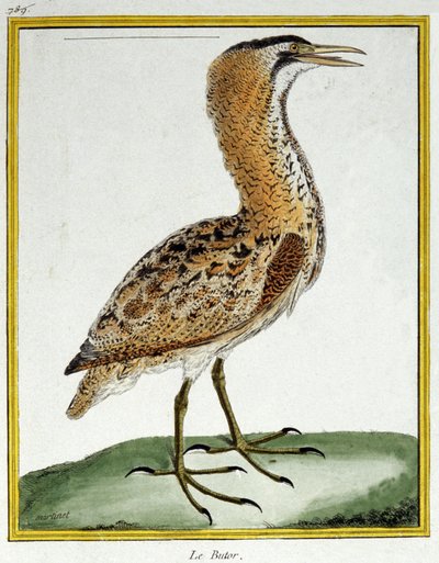 Scienza. Zoologia. Tarabuso. Incisione di François Nicolas Martinet in: Histoire naturelle des oiseaux, di Georges Louis Leclerc de Buffon, Francia, c.1777 da Francois Nicolas Martinet