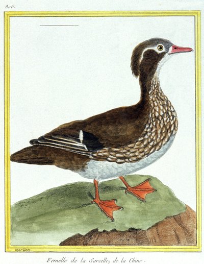 Scienza. Zoologia. Anatra cinese. Incisione di François Nicolas Martinet in: Histoire naturelle des oiseaux, di Georges Louis Leclerc de Buffon, Francia, c.1777 (incisione a colori) da Francois Nicolas Martinet