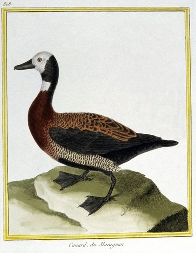 Scienza. Zoologia. Fischione eurasiatico. Incisione di François Nicolas Martinet in: Histoire naturelle des oiseaux, di Georges Louis Leclerc de Buffon, Francia, c.1777 (incisione a colori) da Francois Nicolas Martinet