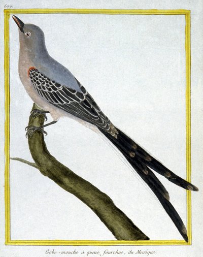 Scienza. Zoologia. Pigliamosche del Messico. Incisione di François Nicolas Martinet in: Histoire naturelle des oiseaux, di Georges Louis Leclerc de Buffon, Francia, c.1777 da Francois Nicolas Martinet