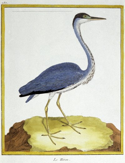 Scienza. Zoologia. Airone. Incisione di François Nicolas Martinet in: Histoire naturelle des oiseaux, di Georges Louis Leclerc de Buffon, Francia, c.1777 da Francois Nicolas Martinet