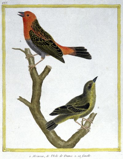 Scienza. Zoologia. Passero domestico dell