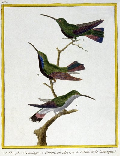 Scienza. Zoologia. Colibrì di Santo Domingo, Messico e Giamaica. Incisione di François Nicolas Martinet in: Histoire naturelle des oiseaux, di Georges Louis Leclerc de Buffon, Francia, c.1777 da Francois Nicolas Martinet
