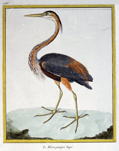 Scienza. Zoologia. Airone rosso. Incisione di François Nicolas Martinet in: Histoire naturelle des oiseaux, di Georges Louis Leclerc de Buffon, Francia, c.1777 da Francois Nicolas Martinet
