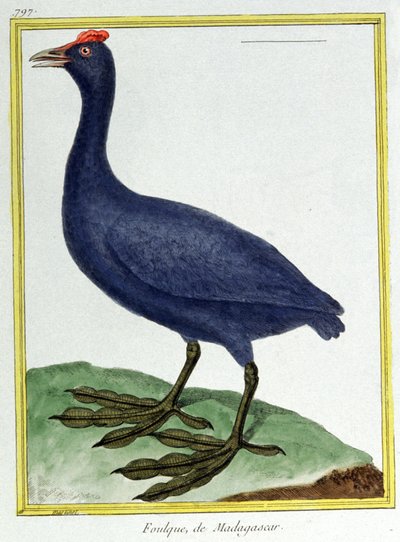 Scienza. Zoologia. Fistione crestato (del Madagascar). Incisione di François Nicolas Martinet in: Histoire naturelle des oiseaux, di Georges Louis Leclerc de Buffon, Francia, c.1777 (incisione a colori) da Francois Nicolas Martinet