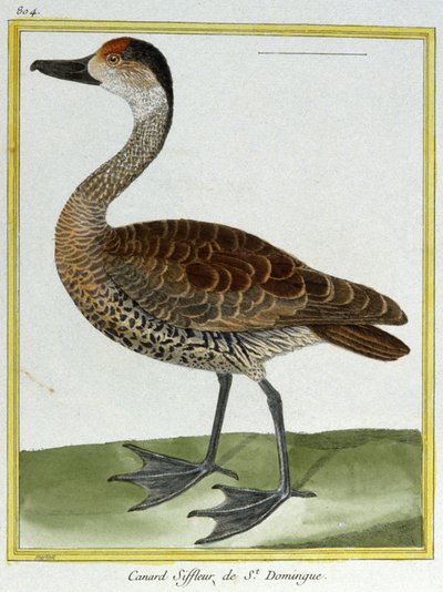 Scienza. Zoologia. Fischione di Santo Domingo. Incisione di François Nicolas Martinet in: Histoire naturelle des oiseaux, di Georges Louis Leclerc de Buffon, Francia, c.1777 da Francois Nicolas Martinet