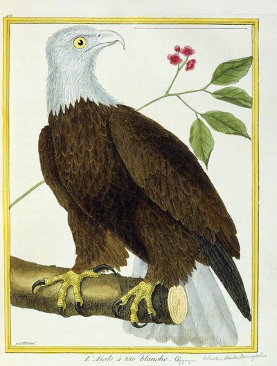 Aquila dalla testa bianca da Francois Nicolas Martinet