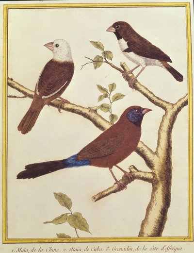 Munia Testa Bianca, Mangiatore di Semi a Doppio Colore e Beccogrosso dalle Orecchie Violette da Francois Nicolas Martinet