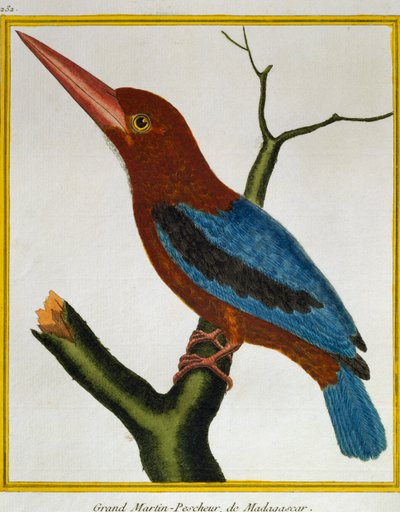 Martin pescatore dalla gola bianca, da Histoire naturelle des oiseaux da Francois Nicolas Martinet
