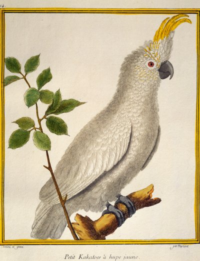 Cacatua dalle creste gialle (Cacatua sulphurea), da Histoire naturelle des oiseaux da Francois Nicolas Martinet