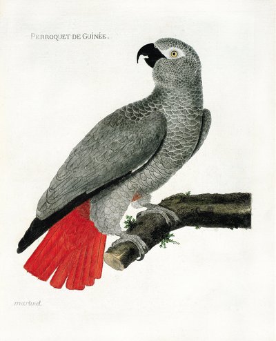 Tavola zoologica (ornitologia): Il pappagallo della Guinea (pappagallo grigio o psittacus erythacus) su un ramo. Illustrazione in "La Storia degli Uccelli, Dipinti nei Loro Aspetti Apparenti e Sensibili" di Francois Nicolas Martinet (1731-1800). Collezione da Francois Nicolas Martinet