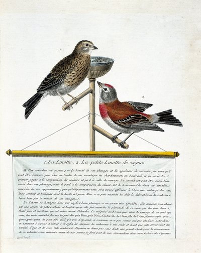 Tavola zoologica (ornitologia): dall