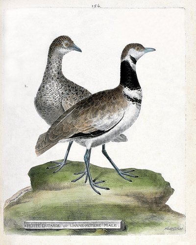 Piccola otarda maschio e femmina (tetrax tetrax). Illustrazione in "La storia degli uccelli, dipinti nei loro aspetti apparenti e sensibili" di Francois Nicolas Martinet. da Francois Nicolas Martinet
