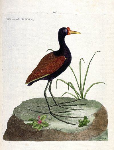 La jacana nera (jacana jacana). Illustrazione in "La storia degli uccelli, dipinti nei loro aspetti apparenti e sensibili" di Francois Nicolas Martinet (1731-1800). Collezione privata da Francois Nicolas Martinet