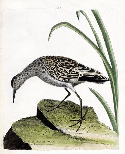 Tavola zoologica (ornitologia): cavaliere variabile (combattente variabile o philomachus pugnax). Illustrazione in "La Storia degli Uccelli, Dipinti nei Loro Aspetti Apparenti e Sensibili" di Francois Nicolas Martinet (1731-1800). Collezione privata da Francois Nicolas Martinet