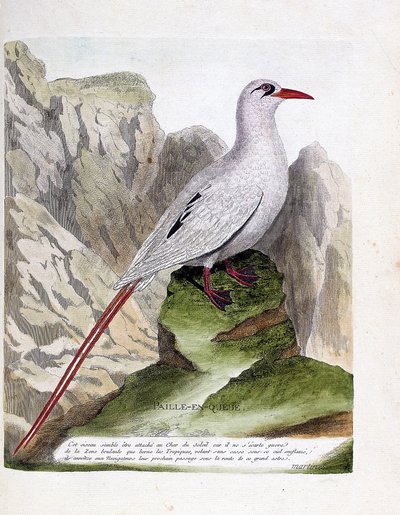 Pagliarolo (phaeton rubricauda). Illustrazione in "La storia degli uccelli, dipinti nei loro aspetti apparenti e sensibili" di Francois Nicolas Martinet (1731-1800). Collezione privata. da Francois Nicolas Martinet