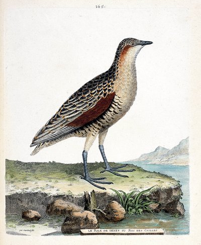 Rallo (crex crex). Illustrazione in "La storia degli uccelli, dipinti nei loro aspetti apparenti e sensibili" di Francois Nicolas Martinet (1731-1800). Collezione privata. da Francois Nicolas Martinet