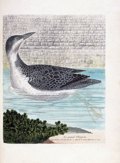 Carta zoologica (ornitologia): lo svasso maggiore (gavia immer). Illustrazione in “La storia degli uccelli, dipinti nei loro aspetti apparenti e sensibili” di Francois Nicolas Martinet (1731-1800). Collezione privata da Francois Nicolas Martinet