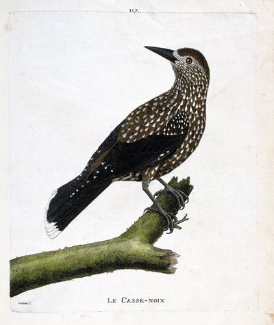Tavola zoologica (ornitologia): il nocciolaio (nucifraga caryocatacts) su un ramo. Illustrazione in "La Storia degli Uccelli, Dipinti nei Loro Aspetti Apparenti e Sensibili" di Francois Nicolas Martinet (1731-1800). Collezione privata da Francois Nicolas Martinet