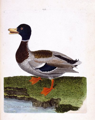 Tavola zoologica (ornitologia): anatra selvatica (germano reale o anas platyrhynchos). Illustrazione in "La storia degli uccelli, dipinti nei loro aspetti apparenti e sensibili" di François Nicolas Martinet (1731-1800). Collezione privata da Francois Nicolas Martinet