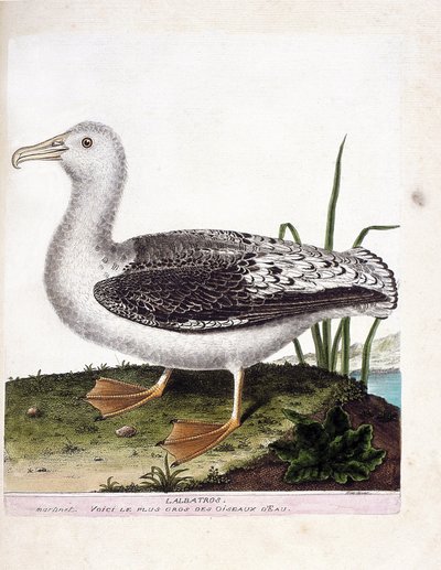 Carta zoologica (ornitologia): Albatros (albatros urlatore o diomedea exulans). Illustrazione in “La storia degli uccelli, dipinti nei loro aspetti apparenti e sensibili” di Francois Nicolas Martinet (1731-1800). Collezione privata da Francois Nicolas Martinet