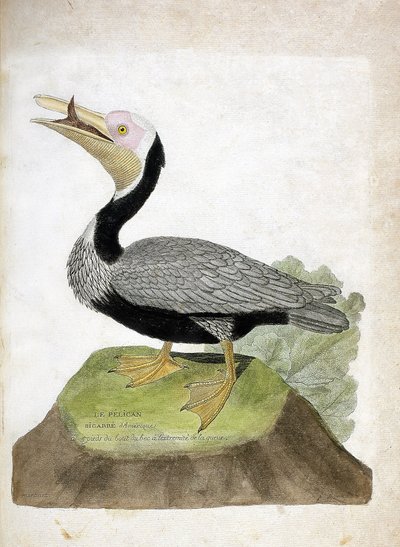 Carta zoologica (ornitologia): pellicano americano bigarre (pellicano bruno o pelecanus occidentalis). Illustrazione in “La storia degli uccelli, dipinti nei loro aspetti apparenti e sensibili” di Francois Nicolas Martinet (1731-1800). Collezione privata da Francois Nicolas Martinet