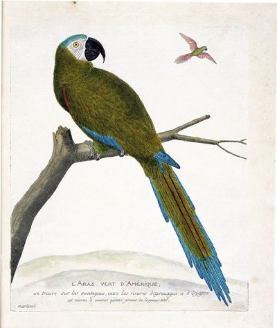Tavola zoologica (ornitologia): Ara verde americana (Ara severa) su un ramo. Illustrazione in "La storia degli uccelli, dipinti nei loro aspetti apparenti e sensibili" di François Nicolas Martinet (1731-1800). Collezione privata da Francois Nicolas Martinet