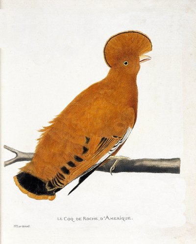 Tavola zoologica (ornitologia): Gallo di roccia americano (gallo arancione o rupicola rupicola) su un ramo da Francois Nicolas Martinet