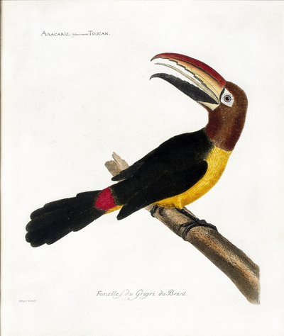 Tavola zoologica (ornitologia): Aracaris, volgarmente tucano (aracari verde o pteroglossus viridis) da Francois Nicolas Martinet