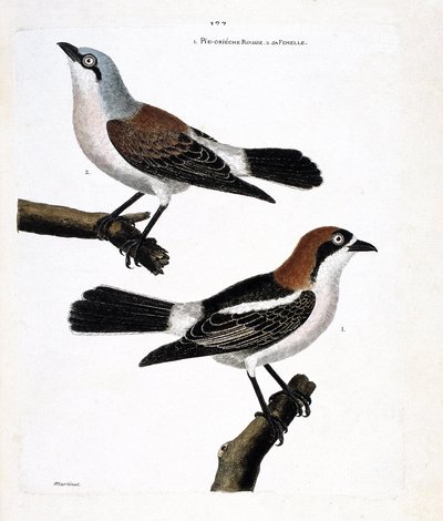 Tavola zoologica (ornitologia): in basso: la ghiandaia rossa o ghiandaia dalla testa rossa (lanius senator) e la sua femmina (lanius collurio) sul ramo superiore da Francois Nicolas Martinet
