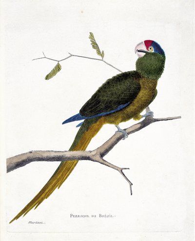 Parrocchetto brasiliano (aratinga canicularis) su un ramo. Illustrazione in "La storia degli uccelli, dipinti nei loro aspetti apparenti e sensibili" di Francois Nicolas Martinet (1731-1800). Collezione privata da Francois Nicolas Martinet