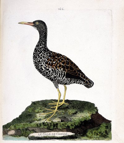 Carta zoologica (ornitologia): rallo di Caienna (rallo macchiato o pardirallus maculatus). Illustrazione in “La storia degli uccelli, dipinti nei loro aspetti apparenti e sensibili” di Francois Nicolas Martinet (1731-1800). Collezione privata da Francois Nicolas Martinet