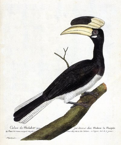 Tavola zoologica (ornitologia): Calao del Malabar (Anthracoceros coronatus) su un ramo. Illustrazione in "La storia degli uccelli, dipinti nei loro aspetti apparenti e sensibili" di François Nicolas Martinet (1731-1800). Collezione privata da Francois Nicolas Martinet