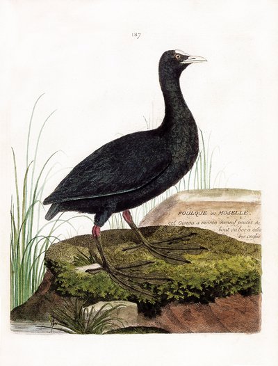 Tavola zoologica (ornitologia): folaga o mosella (folaga o fulica atra). Illustrazione in "La Storia degli Uccelli, Dipinti nei Loro Aspetti Apparenti e Sensibili" di Francois Nicolas Martinet (1731-1800). Collezione privata da Francois Nicolas Martinet