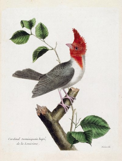 Tavola zoologica (ornitologia): Cardinale dominicano Hupe (parare huppe o paroaria coronata) su un ramo. Illustrazione in "La Storia degli Uccelli, Dipinti nei Loro Aspetti Apparenti e Sensibili" di Francois Nicolas Martinet (1731-1800). Collezione privata da Francois Nicolas Martinet