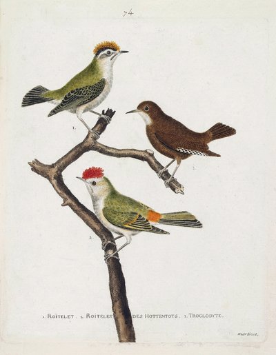 Dal roitelet (regulus ignicapilla), troglodita (troglodytes troglodytes) e roitelet degli ottentotti (regulus calendula) su un ramo. Illustrazione in "La storia degli uccelli, dipinti nei loro aspetti apparenti e sensibili" di Francois Nicolas Martinet (17 da Francois Nicolas Martinet